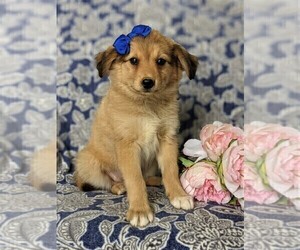 Shetland Sheepdog-Unknown Mix Puppy for sale in PEACH BOTTOM, PA, USA
