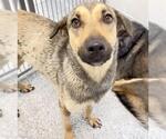 Small #1 German Shepherd Dog Mix