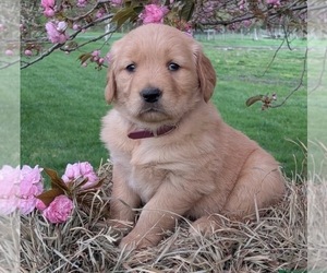 Medium Golden Retriever