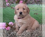 Puppy Puppy 2 Golden Retriever