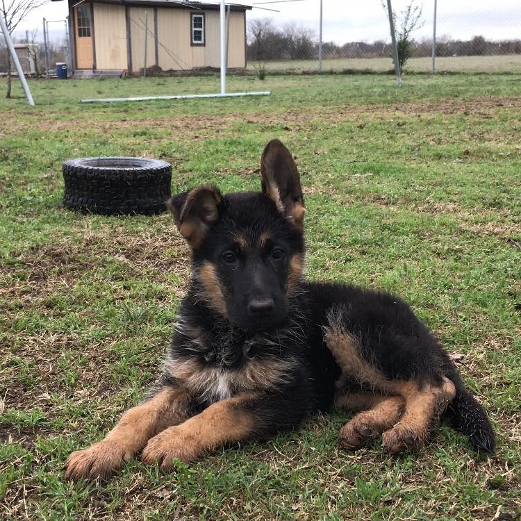 Medium Photo #1 German Shepherd Dog Puppy For Sale in NEW BRAUNFELS, TX, USA