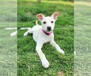 Retriever -Unknown Mix Dogs for adoption in Greenville, SC, USA