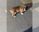 Small Photo #2 Boxer Puppy For Sale in APPLE CREEK, OH, USA