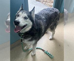 Siberian Husky Dogs for adoption in Newton, NC, USA