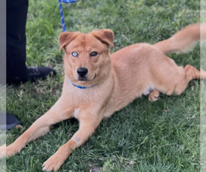 Siberian Husky-Unknown Mix Dogs for adoption in Dana Point, CA, USA