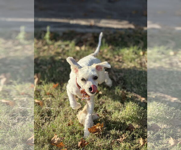Medium Photo #2 Maltipoo (Miniature) Puppy For Sale in Rockaway, NJ, USA