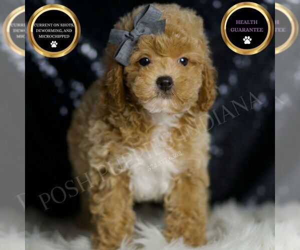 Medium Photo #2 Poodle (Miniature) Puppy For Sale in WARSAW, IN, USA