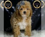 Small #1 Poodle (Miniature)