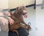 Small #24 American Pit Bull Terrier-Chihuahua Mix