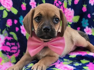 Puggle Puppy for sale in QUARRYVILLE, PA, USA
