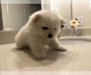 Pomeranian Puppy for sale in WINDERMERE, FL, USA