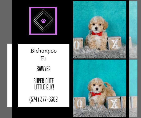 Medium Photo #7 Bichpoo Puppy For Sale in WARSAW, IN, USA