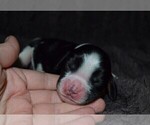 Small Photo #14 English Springer Spaniel Puppy For Sale in LITCHFIELD, MN, USA