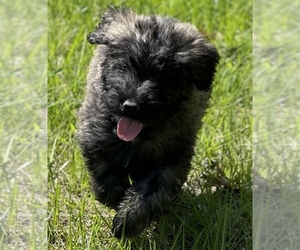 Bouvier Des Flandres Puppy for sale in HASTINGS, MI, USA