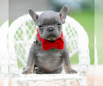 Small #1 French Bulldog