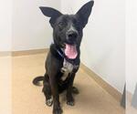Small Labrador Retriever Mix