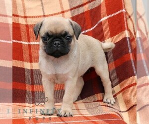 Pug Puppy for sale in NEW HOLLAND, PA, USA