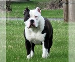 Small Photo #1 American Bully Puppy For Sale in PADUCAH, KY, USA