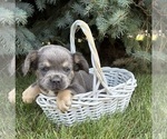 Small #4 French Bulldog