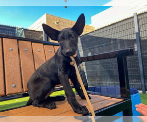 German Shepherd Dog-Unknown Mix Dogs for adoption in Orange, CA, USA