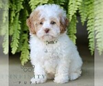 Small #4 Shih-Poo