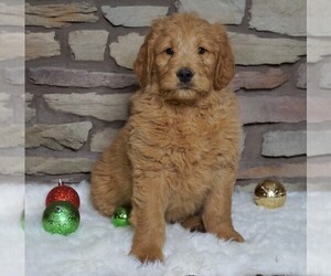 Goldendoodle-Poodle (Standard) Mix Puppy for sale in FREDERICKSBG, OH, USA