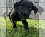 Small #3 Labrador Retriever Mix