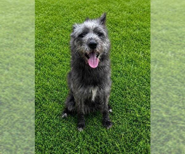 Medium Photo #1 Mutt Puppy For Sale in Forestville, MD, USA