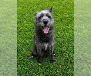 Mutt Dogs for adoption in Forestville, MD, USA