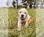 Small Photo #3 English Cream Golden Retriever Puppy For Sale in LOUISBURG, NC, USA