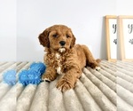 Small #6 Goldendoodle (Miniature)
