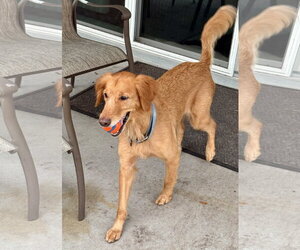 Camila 1530 - Female Golden Retriever Dog for Adoption - Photo #3