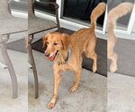 Small #2 Golden Retriever