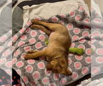 Small #2 Mutt