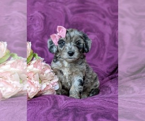 Goldendoodle (Miniature) Puppy for sale in QUARRYVILLE, PA, USA