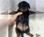 Small #3 Cavapoo (Toy)