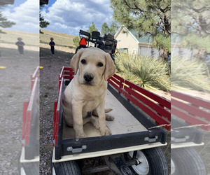 Labrador Retriever Puppy for sale in HOT SPRINGS, SD, USA