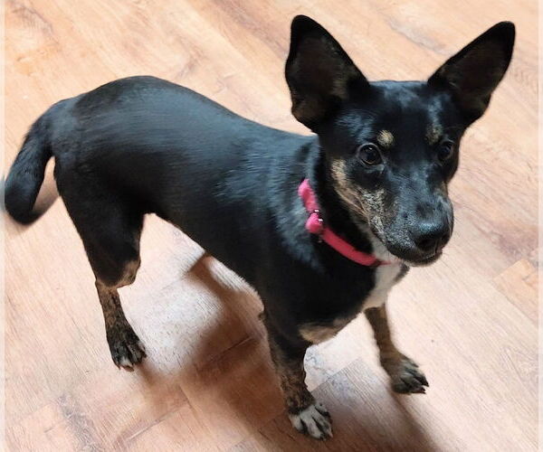 Medium Photo #2 Australian Kelpie-Rat Terrier Mix Puppy For Sale in Boston, MA, USA