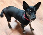 Small #1 Australian Kelpie-Rat Terrier Mix