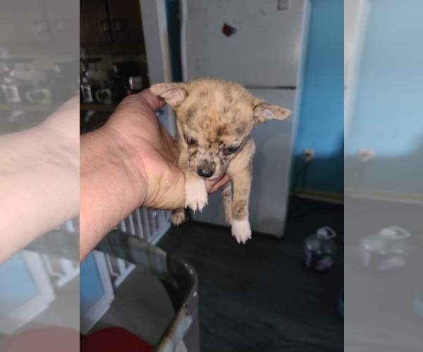 Medium Photo #2 Chihuahua Puppy For Sale in NEWPORT NEWS, VA, USA