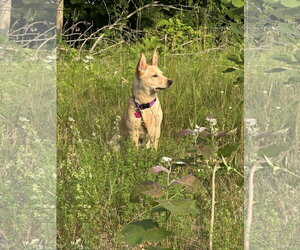 Sandy - Female Mutt Dog for Adoption - Photo #3