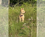 Small #2 Mutt