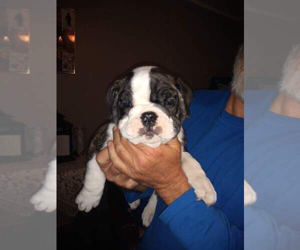 Medium Photo #6 Bulldog Puppy For Sale in TUNNEL HILL, GA, USA