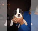 Small Photo #6 Bulldog Puppy For Sale in TUNNEL HILL, GA, USA