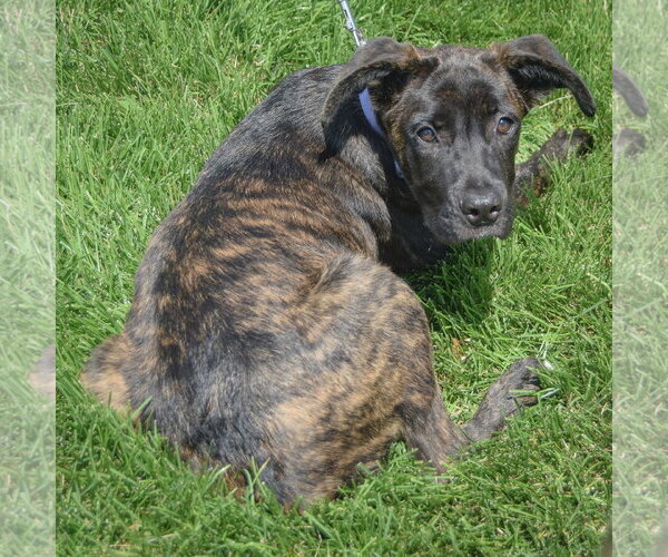 Medium Photo #3 Holland Shepherd-Unknown Mix Puppy For Sale in Huntley, IL, USA