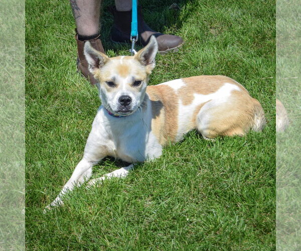 Medium Photo #2 American Staffordshire Terrier-Boxer Mix Puppy For Sale in Huntley, IL, USA