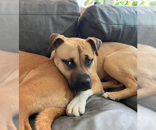 Medium Photo #5 Black Mouth Cur-Unknown Mix Puppy For Sale in Cary, NC, USA