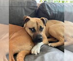 Small #4 Black Mouth Cur Mix