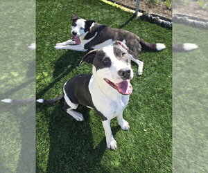 Soda Pop - Male American Bulldog-Unknown Mix Dog for Adoption - Photo #3