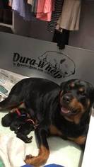Mother of the Rottweiler puppies born on 09/26/2018
